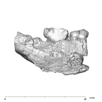 SK 852 Paranthropus robustus partial right hemimandible buccal