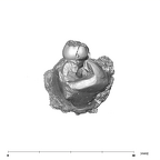 SK 852 Paranthropus robustus partial right hemimandible distal