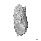 SK 852 Paranthropus robustus partial right hemimandible inferior