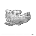 SK 852 Paranthropus robustus partial right hemimandible lingual