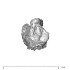 SK 852 Paranthropus robustus partial right hemimandible mesial