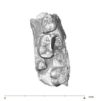 SK 852 Paranthropus robustus partial right hemimandible occlusal
