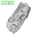 SK 852 Paranthropus robustus partial right hemimandible ply