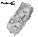 SK 852 Paranthropus robustus partial right hemimandible ply movie
