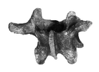 SK 853 Paranthropus robustus LV 1