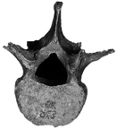 SK 853 Paranthropus robustus LV 2