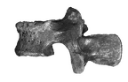 SK 853 Paranthropus robustus LV 3