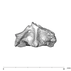 SK 854 Paranthropus robustus axis anterior