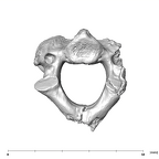 SK 854 Paranthropus robustus axis inferior