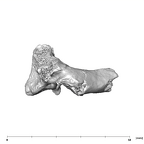 SK 854 Paranthropus robustus axis lateral left