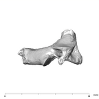 SK 854 Paranthropus robustus axis lateral right