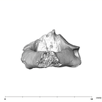 SK 854 Paranthropus robustus axis posterior