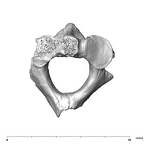 SK 854 Paranthropus robustus axis superior