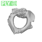 SK 854 Paranthropus robustus axis ply