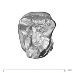 SK 855 Paranthropus robustus LRM3 apical
