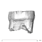 SK 855 Paranthropus robustus LRM3 buccal