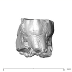 SK 855 Paranthropus robustus LRM3 distal