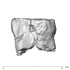 SK 855 Paranthropus robustus LRM3 lingual