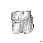 SK 855 Paranthropus robustus LRM3 mesial