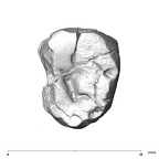 SK 855 Paranthropus robustus LRM3 occlusal