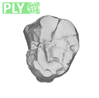 SK 855 Paranthropus robustus LRM3 ply