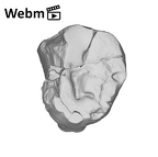 SK 855 Paranthropus robustus LRM3 ply movie