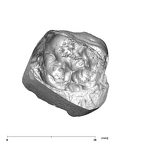 SK 856 Paranthropus robustus URM1 apical