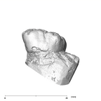 SK 856 Paranthropus robustus URM1 buccal