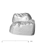 SK 856 Paranthropus robustus URM1 distal