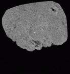 SK 856 Paranthropus robustus URM1 gif