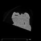 SK 856 Paranthropus robustus URM1 internal