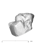 SK 856 Paranthropus robustus URM1 lingual