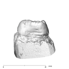 SK 856 Paranthropus robustus URM1 mesial