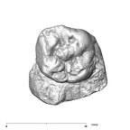 SK 856 Paranthropus robustus URM1 occlusal