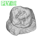 SK 856 Paranthropus robustus URM1 ply