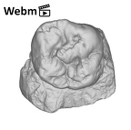 SK 856 Paranthropus robustus URM1 ply movie