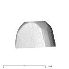 SK 856 Paranthropus robustus URP4 apical