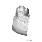SK 856 Paranthropus robustus URP4 buccal