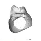 SK 856 Paranthropus robustus URP4 distal