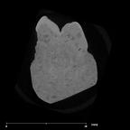 SK 856 Paranthropus robustus URP4 internal