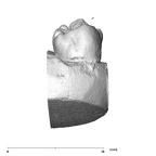 SK 856 Paranthropus robustus URP4 lingual