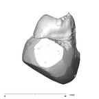 SK 856 Paranthropus robustus URP4 mesial