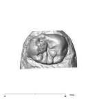 SK 856 Paranthropus robustus URP4 occlusal