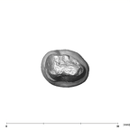 SK 857 Paranthropus robustus LRP3 apical