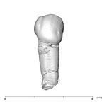 SK 857 Paranthropus robustus LRP3 buccal
