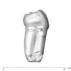 SK 857 Paranthropus robustus LRP3 distal
