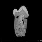 SK 857 Paranthropus robustus LRP3 internal
