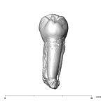 SK 857 Paranthropus robustus LRP3 lingual