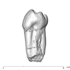 SK 857 Paranthropus robustus LRP3 mesial