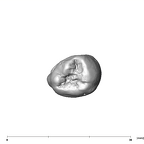 SK 857 Paranthropus robustus LRP3 occlusal